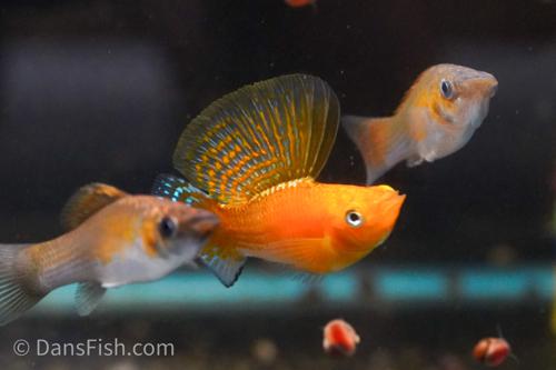 Copper Sailfin Molly