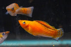 Copper Sailfin Molly