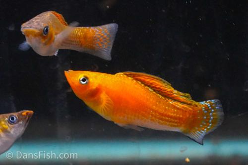 Copper Sailfin Molly