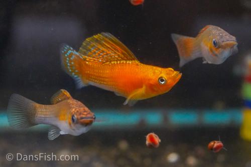 Copper Sailfin Molly