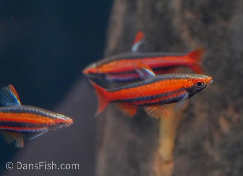 Coral Red Pencilfish 'Rio Tigre'