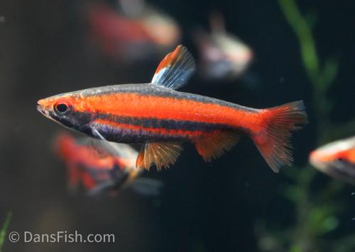 Coral Red Pencilfish 'Rio Tigre'
