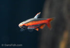 Coral Red Pencilfish 'Rio Tigre'