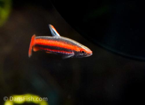 Coral Red Pencilfish 'Rio Tigre'