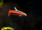 Coral Red Pencilfish 'Rio Tigre'