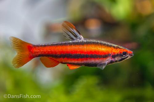 Coral Red Pencilfish 'Rio Tigre'