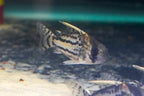 CW028 Corydoras Super Schwartzi 'Purus'
