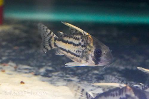 CW028 Corydoras Super Schwartzi 'Purus'