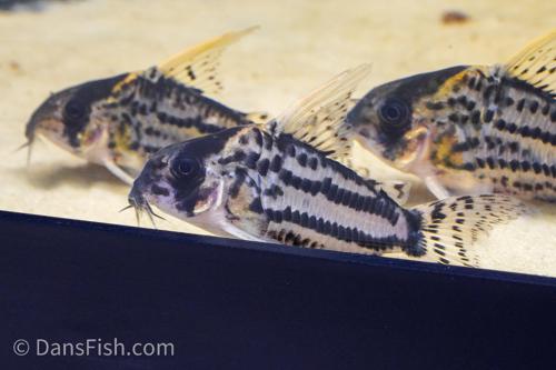 CW028 Corydoras Super Schwartzi 'Purus'