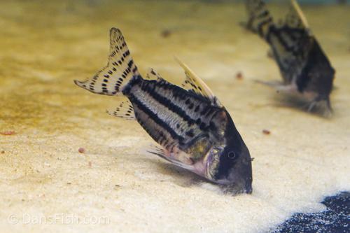 CW028 Corydoras Super Schwartzi 'Purus'