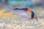 Corydoras adolfoi
