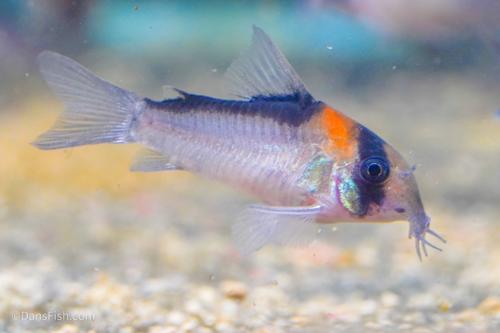 Corydoras adolfoi