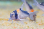 Corydoras adolfoi