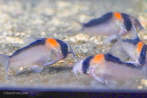 Corydoras adolfoi