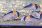 Corydoras adolfoi