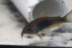 Dark Form Venezuelan Cory