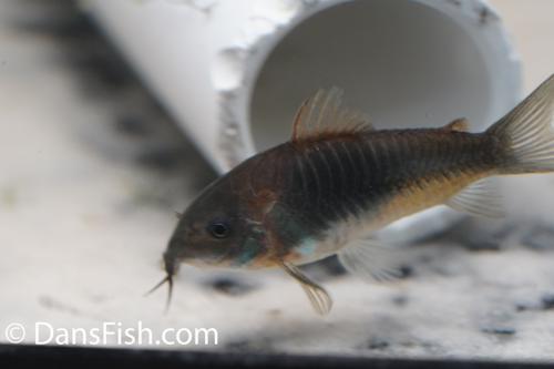 Dark Form Venezuelan Cory