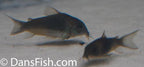 Dark Form Venezuelan Cory