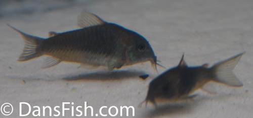 Dark Form Venezuelan Cory