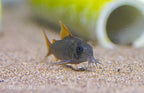 Slate Cory