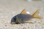 Slate Cory