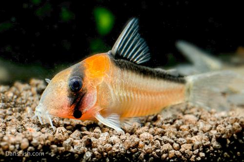 Corydoras duplicareus