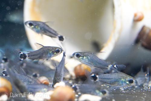 Corydoras hastatus