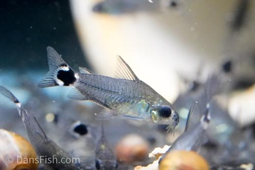 Corydoras hastatus