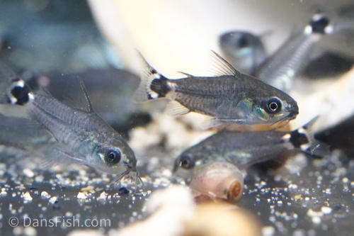Corydoras hastatus
