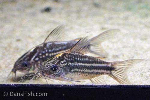 Corydoras napoensis