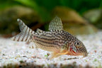 Corydoras sterbai