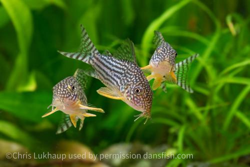 Corydoras sterbai
