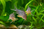 Corydoras sterbai