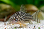 Corydoras sterbai