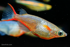 Daisy's Ricefish