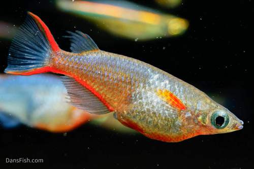 Daisy's Ricefish