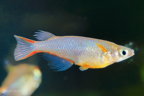 Daisy's Ricefish