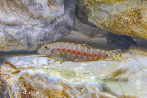 Demon Eye Hillstream Loach