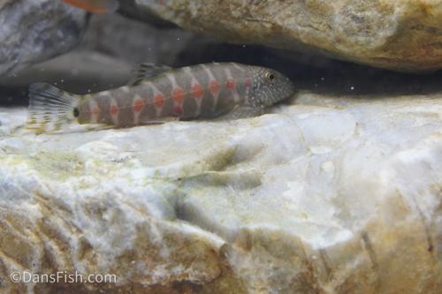 Demon Eye Hillstream Loach
