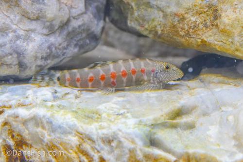 Demon Eye Hillstream Loach