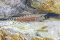 Demon Eye Hillstream Loach