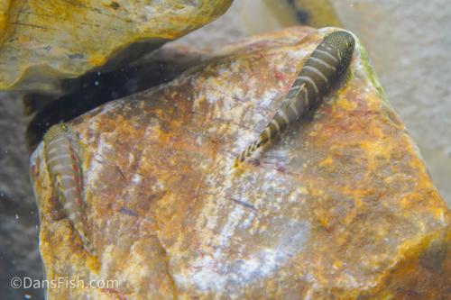 Demon Eye Hillstream Loach