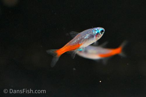 Diamond Head Neon Tetra