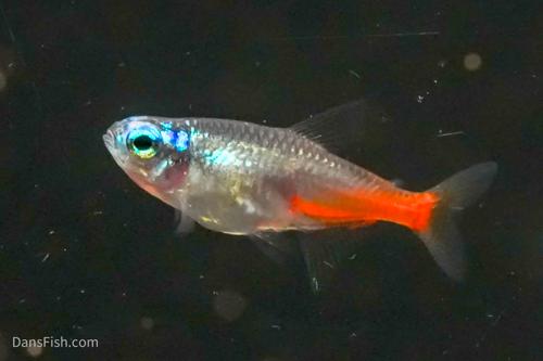 Diamond Head Neon Tetra