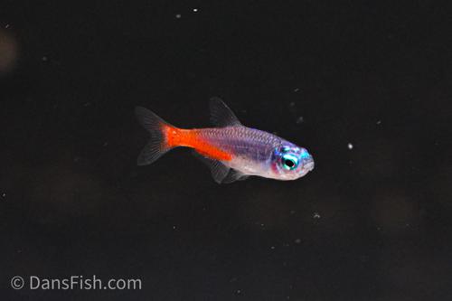 Diamond Head Neon Tetra