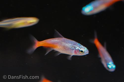 Diamond Head Neon Tetra