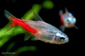 Diamond Head Neon Tetra