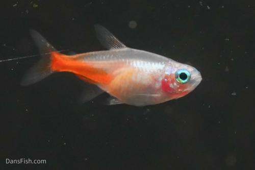 Diamond Head Neon Tetra