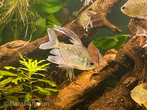 Diamond Tetra