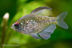 Diamond Tetra